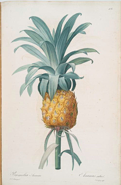 盒子cherry采集到水果