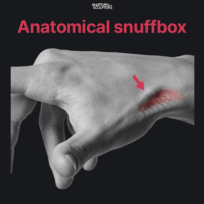 The Anatomical Snuff...