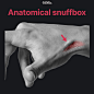 解剖鼻烟壶
解剖学鼻烟壶是手背插入拇指的肌腱之间的三角形凹陷。因此，当拇指伸出时，它最明显。解剖鼻烟壶的内侧边界是拇长伸肌腱，其侧缘是拇短伸肌和拇长外展肌的平行肌腱。