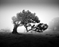 View this piece of fine art photography titled Fanal I by slavka miklosova