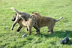 比利时这个笨蛋