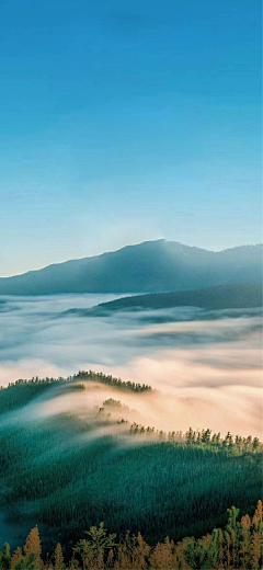 野生喵君采集到景