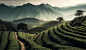 Rural farm scene terraced tea crop growth mountain backdrop generated by AI