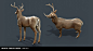 Game ready White-Tailed Deer, Troy McCron : Game ready White-Tailed Deer by Troy McCron on ArtStation.