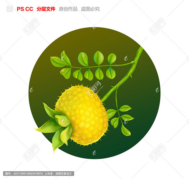 刺梨手绘