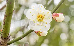 春花系列:梅花春花