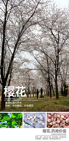 710的大小伙采集到乔木
