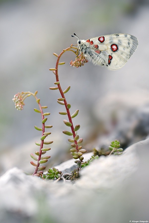  阿波罗绢蝶