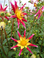 "Juul's Allstar"大丽花（Dahlia 'Juul's Allstar'）