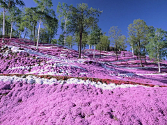 橘子时空采集到铺地类植物