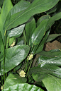 海南柊叶Phrynium hainanense