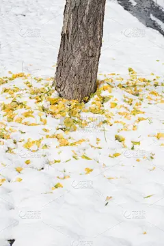 雪花上的银杏落叶