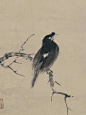 牧溪笔下的思想者—叭叭鸟 - 小红书