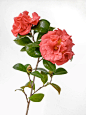 山茶花