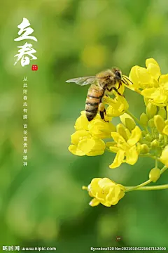 立春图片,立春模板下载,立春 春分 立夏 夏至 小暑,立春设计素材,昵图网：图片共享和图片交易中心