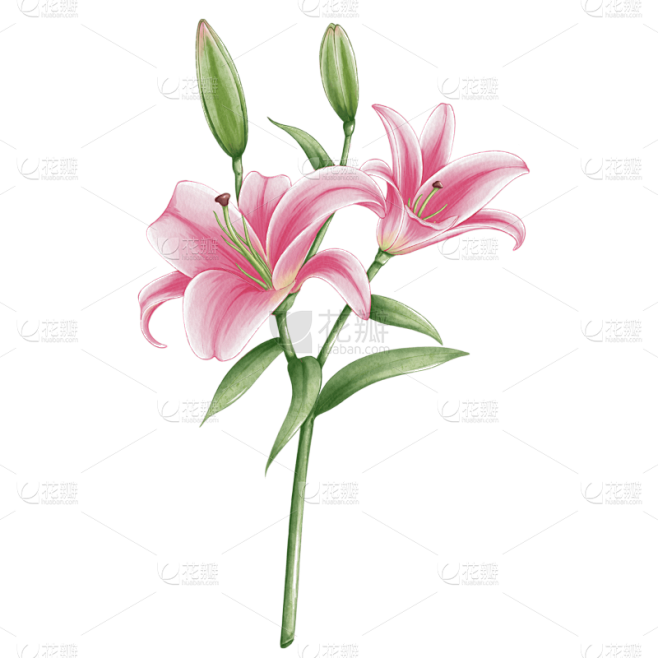 手绘水彩粉色百合花植物花卉元素