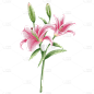 手绘水彩粉色百合花植物花卉元素