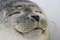 Seal: 