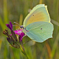 Cleopatra butterfly