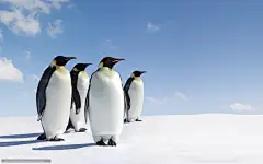 下载壁纸 企鹅,  冰,  天空 免费为您的桌面分辨率的壁纸 1920x1200 — 图片 №246391