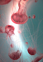 Jellyfish | Aquatic Life