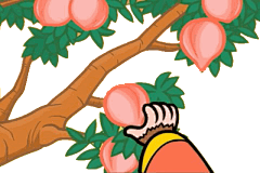 摘桃子