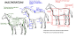 horse_tutorial_proportions_by_vixentheangryfox