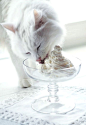 ❖Blanc❖ #White #cat