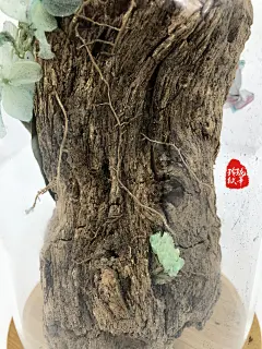 玲珑欣莘艺术插花作品：木.酚惷[chǔn]

插花：一颗非常枯木，黄色千日红，青色绣球花，紫色勿忘我，小棉花，花瓶。

枯木花语：枯木逢春。
千日红花语：不灭的爱。
绣球花花语：1:希望(Hope) 原产在地中海的绣球花,一向以在严冬开花的常绿树而闻名於世。寒冬时,乍见粉红色的花蕾和白色的花朵,似乎在告诉...
2:忠贞,永恒 指对爱情的忠贞与两情相悦的永恒 ·蓝色绣球花的花语是浪漫,美满。
3:美满、团聚 绣球花圆形的花朵、美丽的姿态象征着与亲人之间斩不断的联系,无论分开多久,都会重新相聚在一起。
勿忘