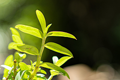 方糖设计采集到J-景观植栽/植物品种