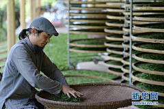 鱼多多hlu采集到茶树照片素材