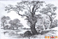 国外关于树的素描风景图片,各种各样素描树的写生作品23P(11)_素描风景画_素描_我爱画画网