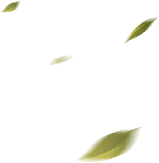 leaf.png (540×552)