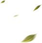 leaf.png (540×552)