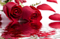 唯美红玫瑰与倒影高清图片玫瑰花瓣情人节浪漫婚礼元素水纹鲜红花卉