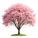 활짝 핀 벚꽃나무, 벚꽃, 만개, 나무 PNG 일러스트 및 이미지 에 대한 무료 다운로드 - Pngtree