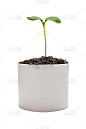 树苗,垂直画幅,植物,栽培植物,无人,清新,开端,特写,树,摄影