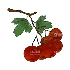 山楂插画  - 源文件下载【酷图网】手绘山楂,手绘山楂果,山楂插画,山楂果插画,手绘山楂插画,卡通山楂,卡通手绘山楂,卡通山楂果,卡通山楂插画,卡通山楂素材,手绘山楂素材,山楂插画素材,山楂素材,山楂果素材,