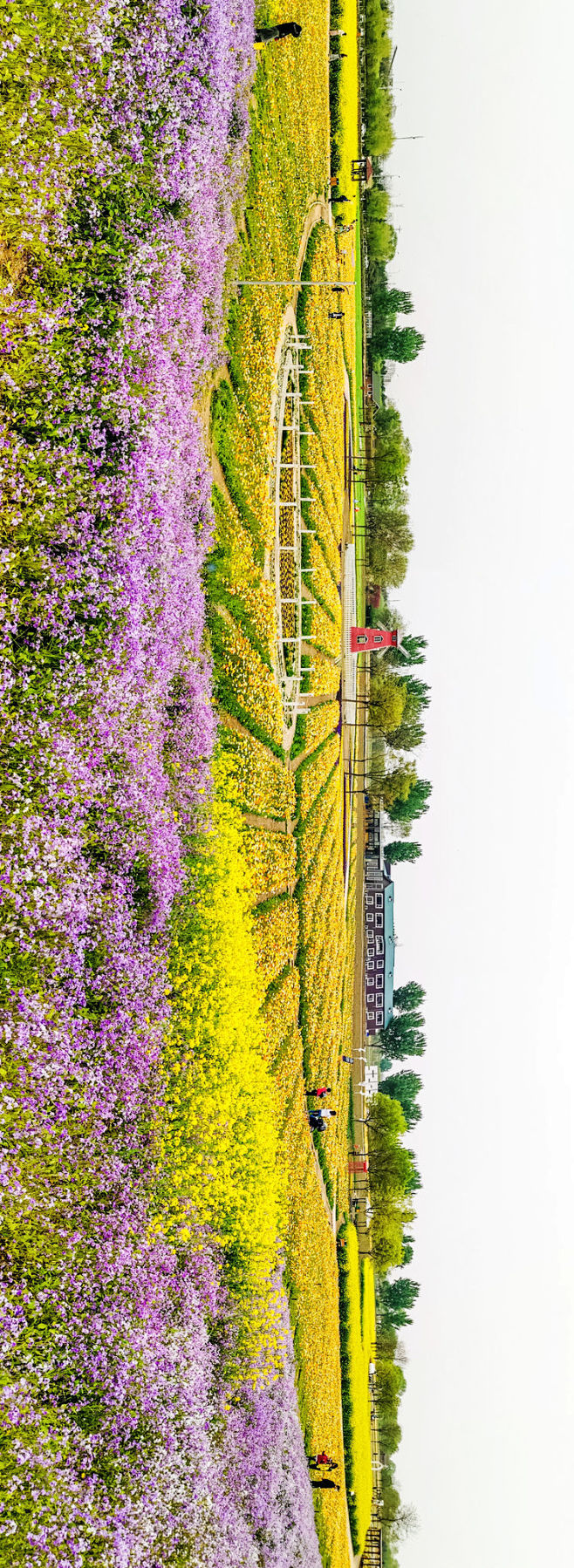永定河畔看花海