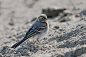 Birds : I am not a bird photographer. I am not patient enough to sit hours and hours in a bosket and wait. But when a bird comes casually close to my lens, i am ready to take some photos.