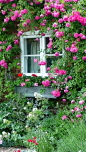 Lovely roses around cottage window.