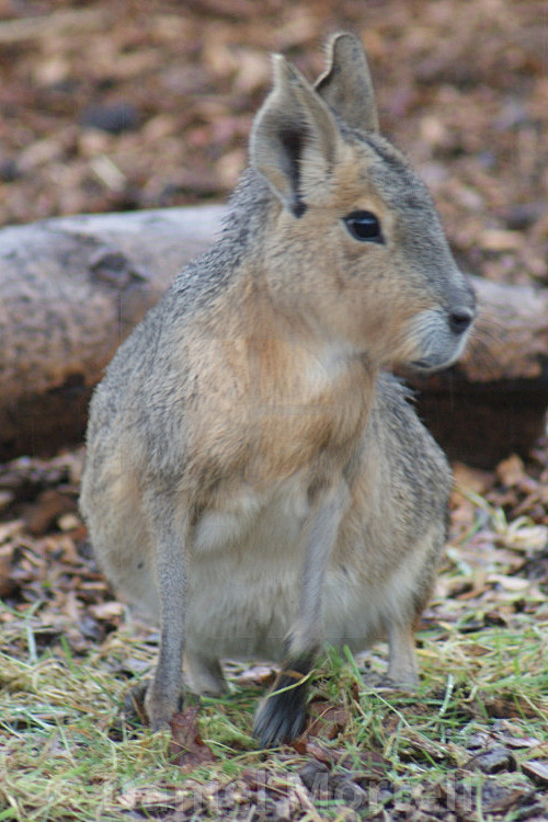 啮齿目豚鼠科长耳豚鼠属兔豚鼠