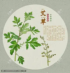 艾草 手绘艾草 百草集 艾叶 艾灸草 艾蒿 草本植物 草药 药材医草 中草药 中草药包装插画 中药本草纲目 手绘中草药 手绘值物花草