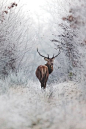 ❥ Magisch en krachtig deze eland als koning van het bos | King of the forest, magical and strong moose