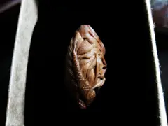 在作者从事雕刻的漫长生涯里，不乏一些气死怪想的灵感，其中尤以头骨这个元素最为热衷，头骨象征认得祭奠’亦或是永恒的代表。而在一些艺术家看来，就头骨本身便是一件艺术感很强的物品，于是他多年来创造了无数这样的作品，自诩“善以木为骨”，故名曰：骨木...