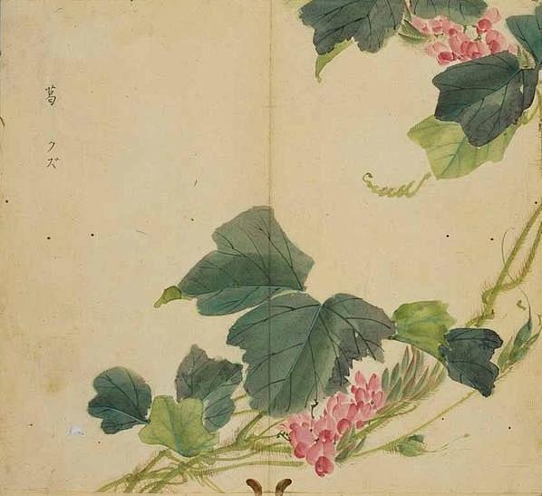 诗画诗经——《诗经》里的植物图解（三）_...