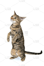 小的灰色虎斑猫用后腿站立