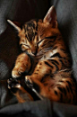 Bengal kitty....so darn cute! Photo: Mark Liddell