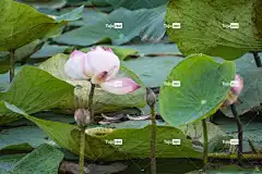 莲花 花壁纸 花 植物 花瓣 花卉背景 荷花 盛开 美丽的花朵