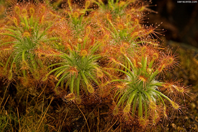 双色萼迷你茅膏菜 Drosera dic...